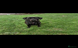 Cane Corso dogs for sale: Cane Corso Puppies  - Image 3