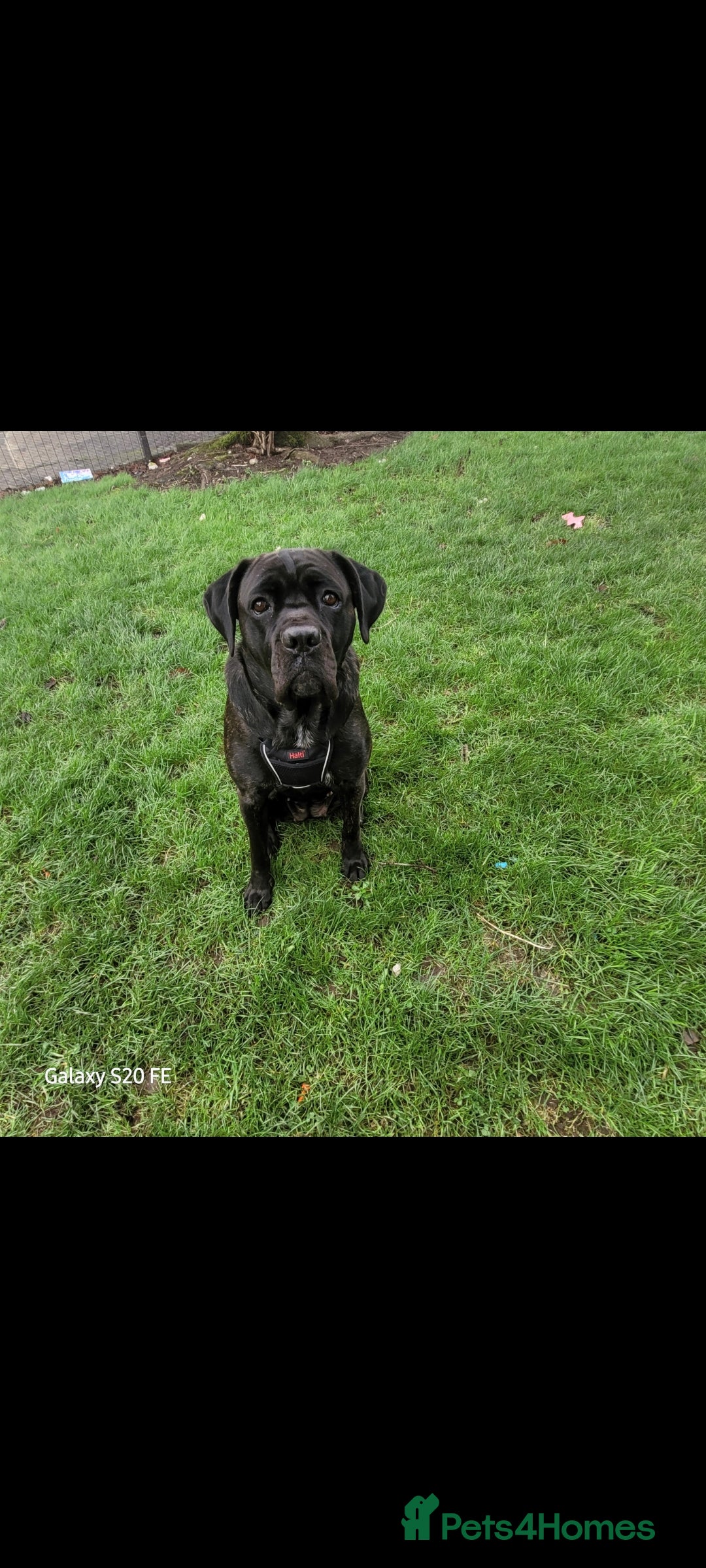 Cane Corso dogs for sale: Cane Corso Puppies  - Image 3