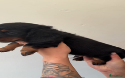 Miniature Dachshund dogs for sale: Longhaired miniature dachshunds 🫶🏻 - Image 6