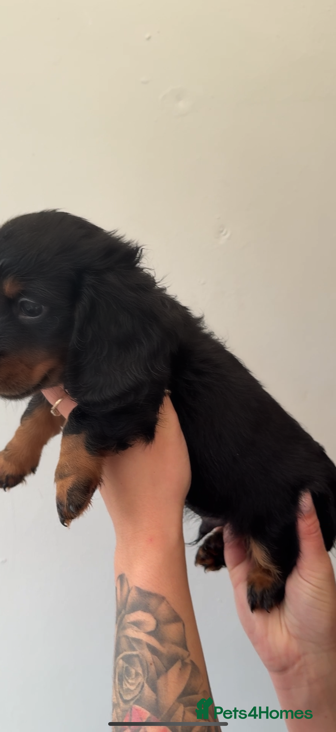 Miniature Dachshund dogs for sale: Longhaired miniature dachshunds 🫶🏻 - Image 6