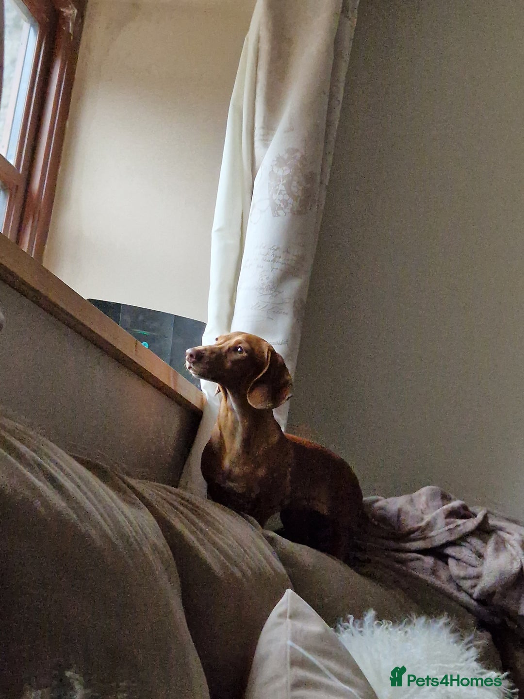 Miniature Dachshund dogs for sale: PRA CLEAR MINIATURE DACHSHUND PUPPIES  - Image 9