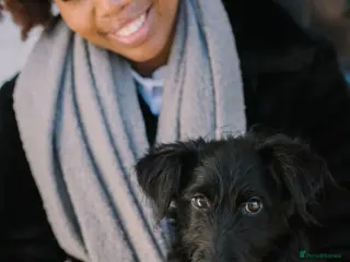 Labradoodle dogs Kind and lovable Labradoodle - Advert 1