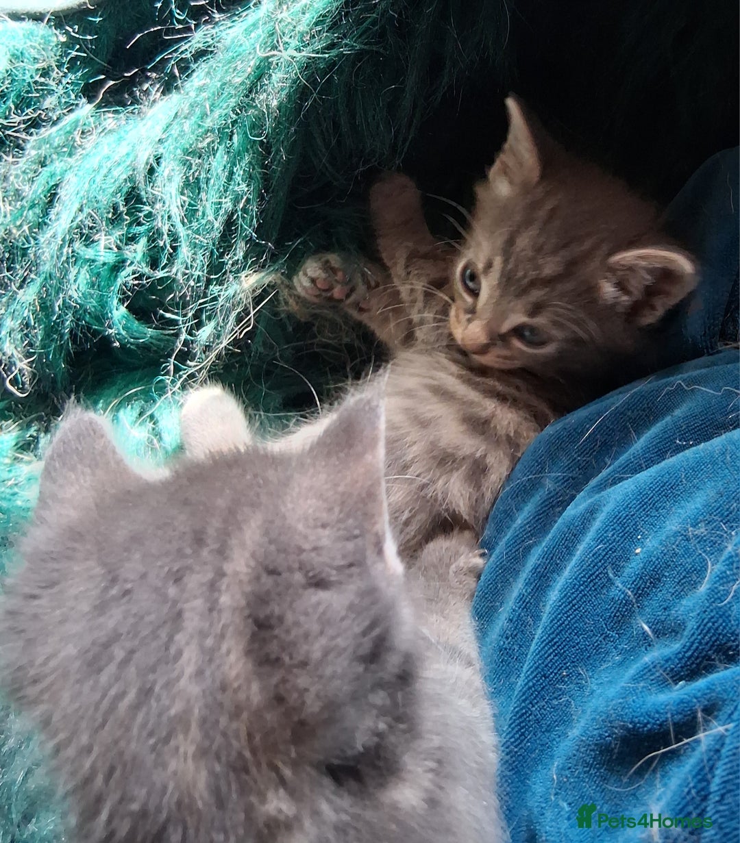 Mixed Breed cats for sale: Awesome Spotty Dotty Silver  Blue Bengal x Kittens - Image 12
