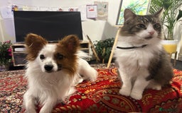 Papillon dogs for sale: Papillon Dog – 2.5 Years Old  - Image 5