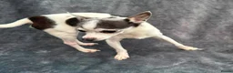 Chihuahua dogs for adoption: 💙ARMANI & 💙GUCCI – TWO HEARTS ONE BOND in Peterborough - Advert 11