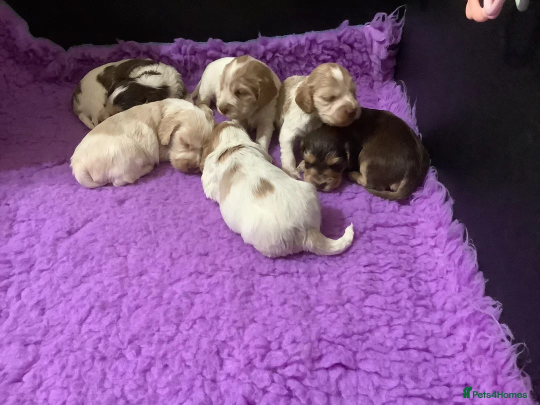 Cocker Spaniel dogs for stud: KC Reg Show Cocker Spaniel- Extensively DNA tested in Warrington - Advert 33