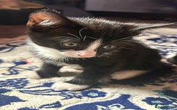 Mixed Breed cats for sale: Kittens for sale — £50 each - Image 2