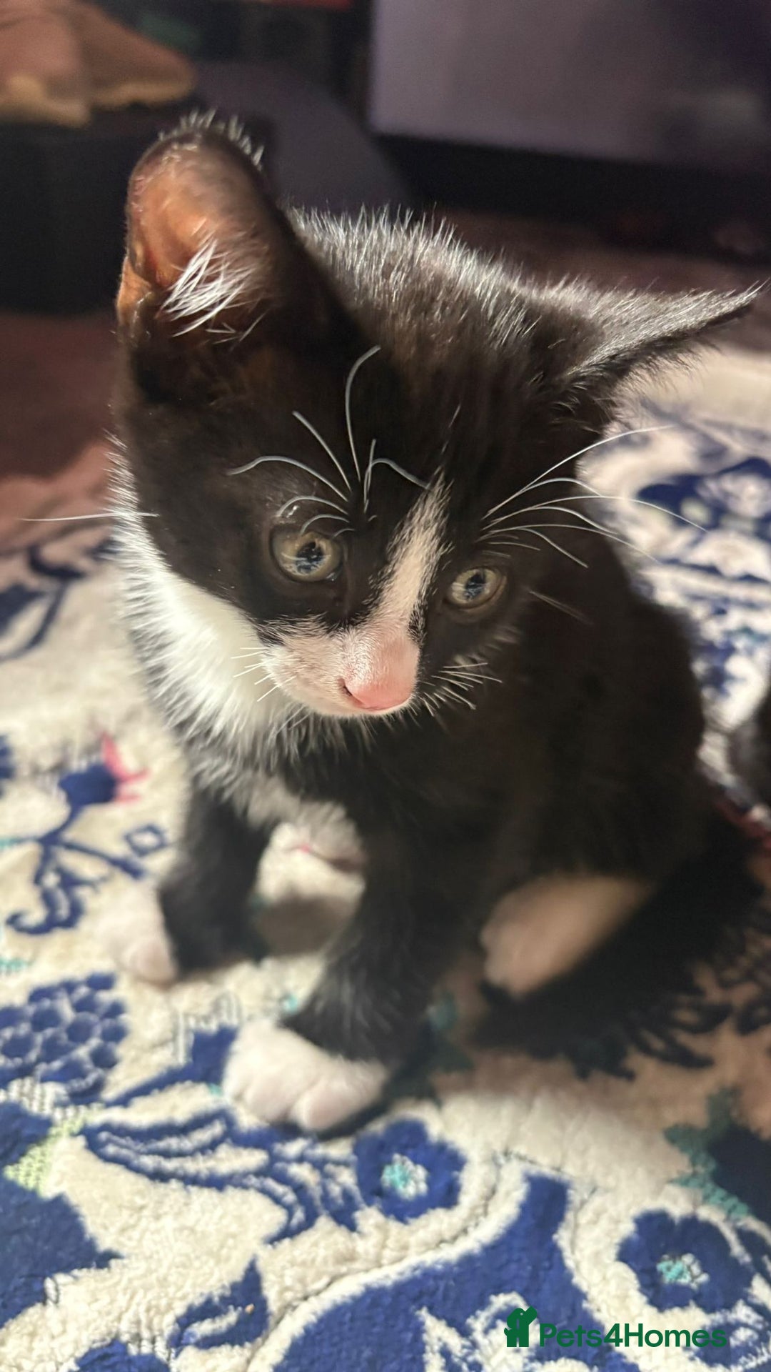 Mixed Breed cats for sale: Kittens for sale — £50 each - Image 2