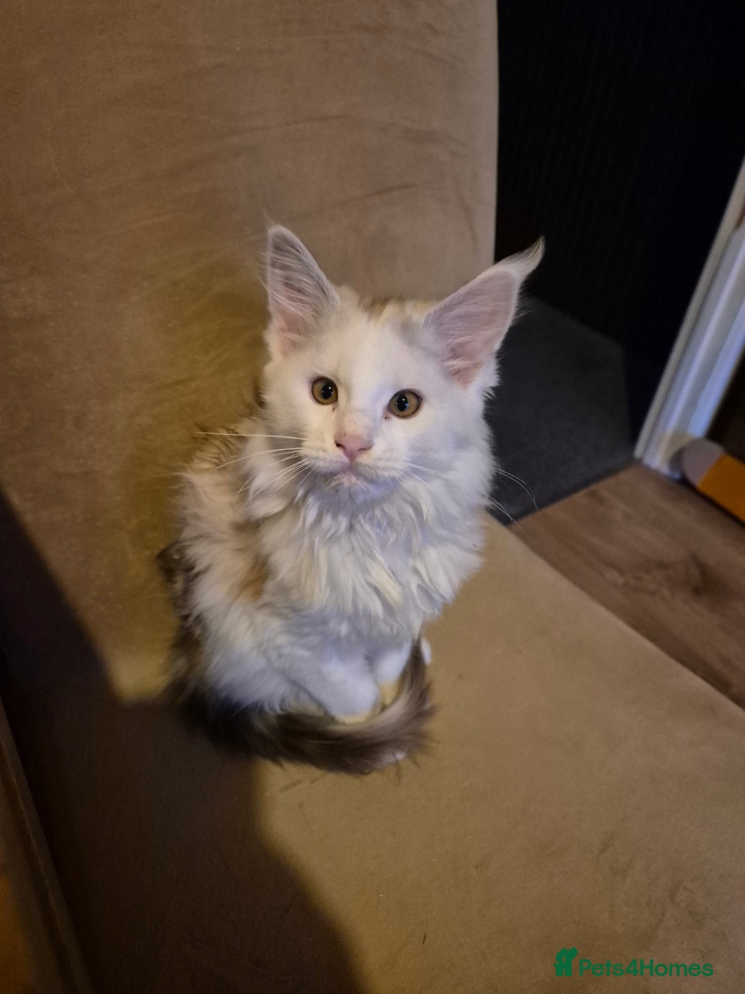 Maine Coon cats for sale: Maine coon kittens  - Advert 23