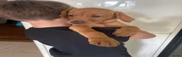 Mixed Breed dogs for sale: 2 female Vizslador puppies READY NOW   - Advert 4