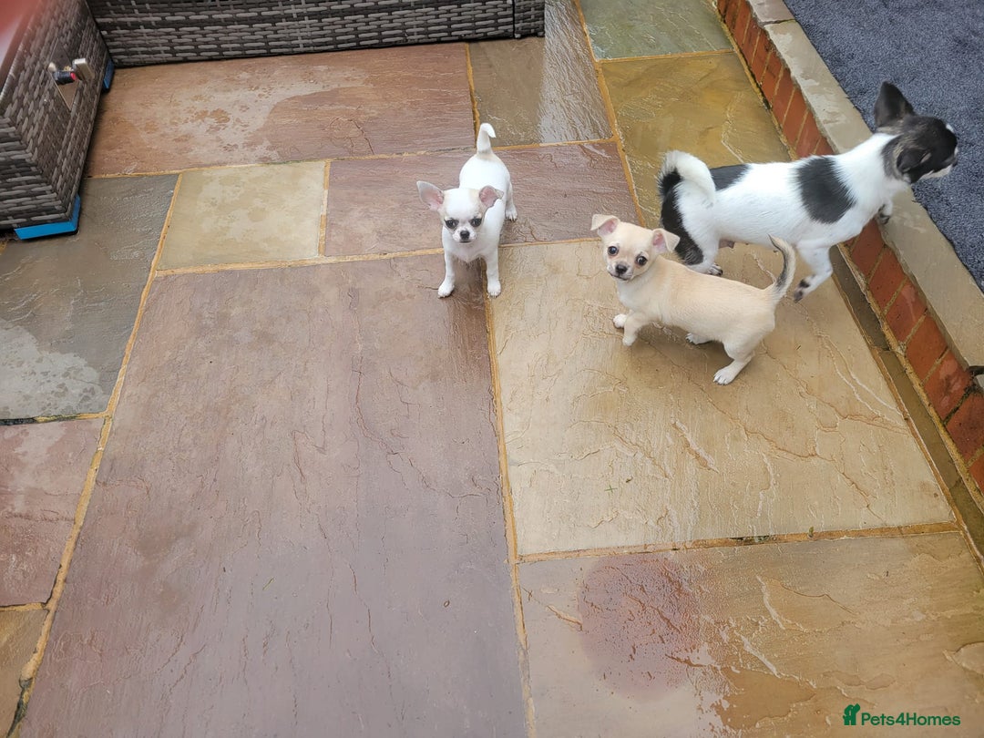 Chihuahua dogs for sale: Beautiful Chihuahuas  - Image 1