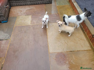 Chihuahua dogs - Advert 5