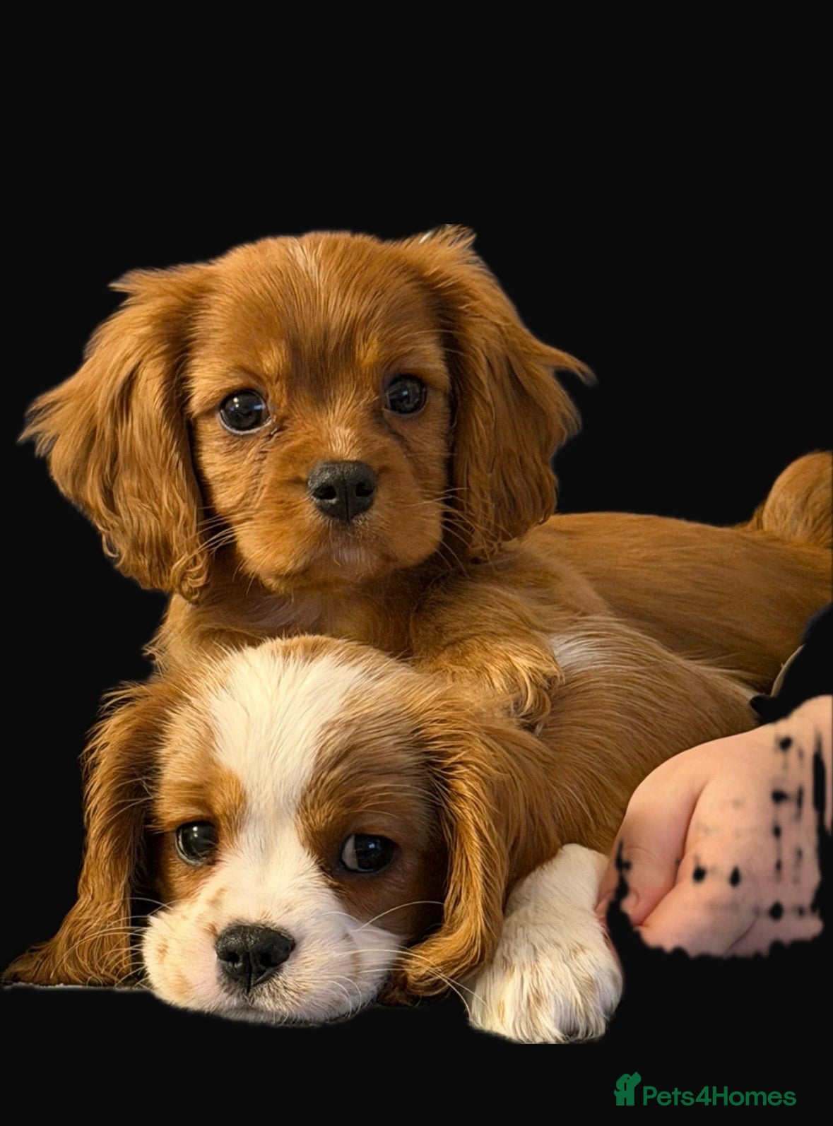 Cavalier King Charles Spaniel dogs KC Ruby Cavalier Boy ✨ Health Tested ✨ - Advert 12