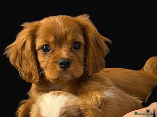 Cavalier King Charles Spaniel dogs KC Ruby Cavalier Boy ✨ Health Tested ✨ - Advert 12