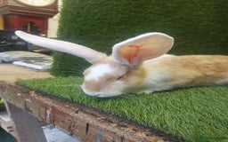 Continental Giant rabbits for sale: Beautiful white eared yellow continental giants  - Image 9