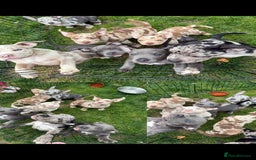 American Bully dogs for sale: David  - Image 2