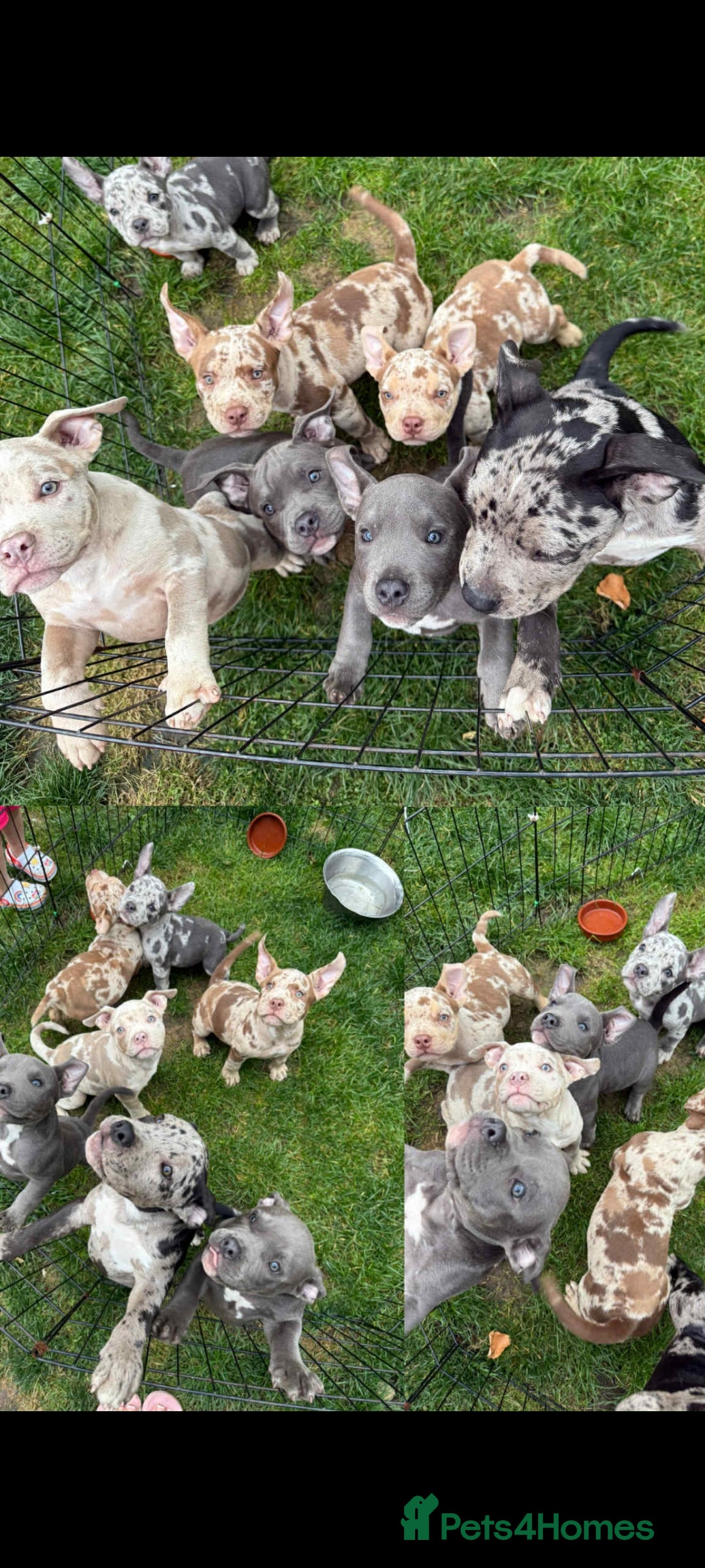 American Bully dogs for sale: David  - Image 2