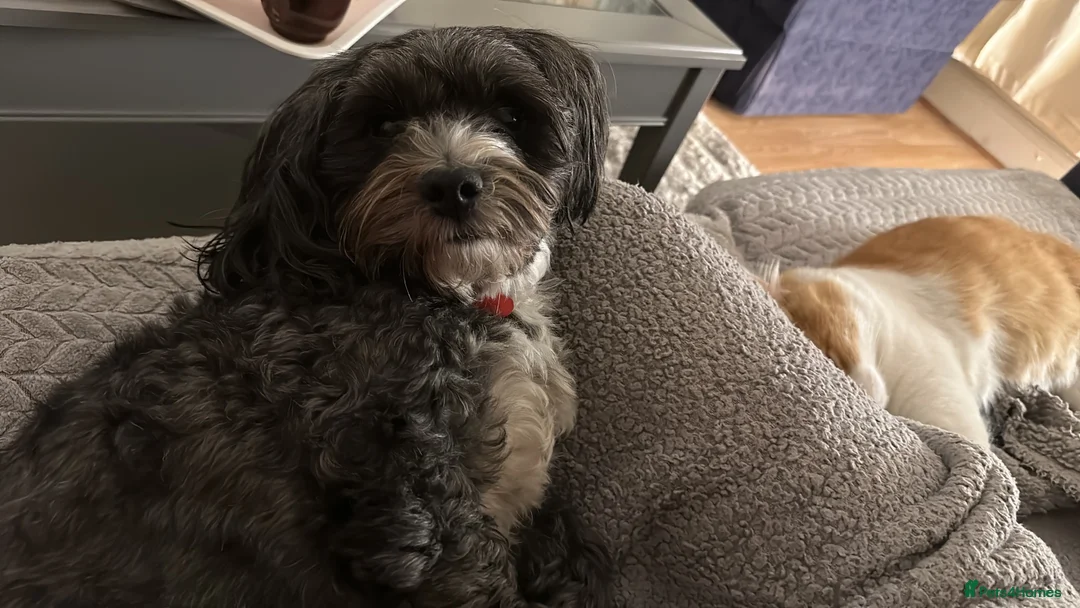 Mixed Breed dogs for sale: Bichon puppy - Advert 1