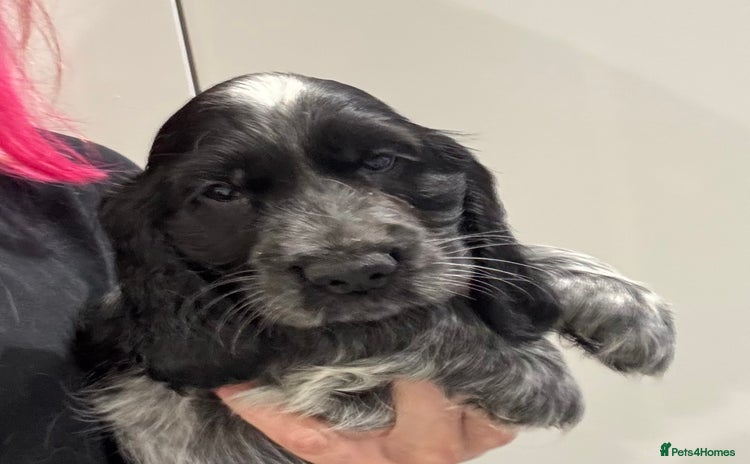 Cocker Spaniel dogs - Advert 15