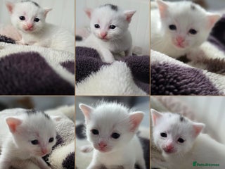 Mixed Breed cats Mixed kittens😻😽Ragdoll x domestic 🙀👌 - Advert 4