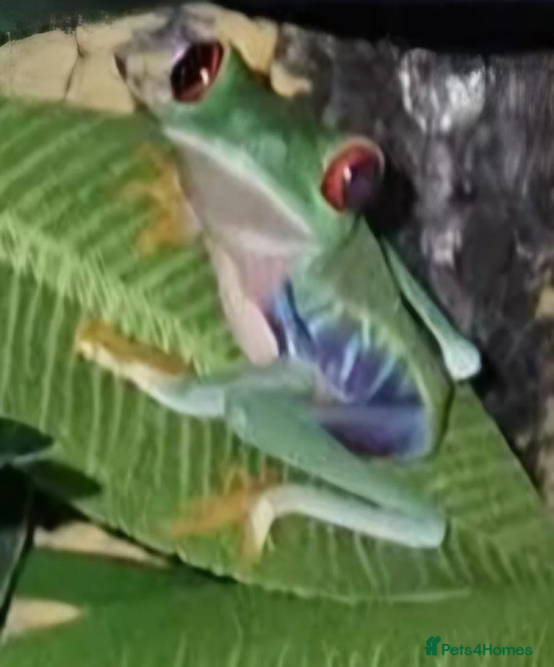 Frog reptiles for sale: 1 unsexed Red eye tree frog & bio-active set up  in Ipswich - Advert 2