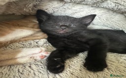 Mixed Breed cats for sale: 3 beautiful playful kittens  - Image 24