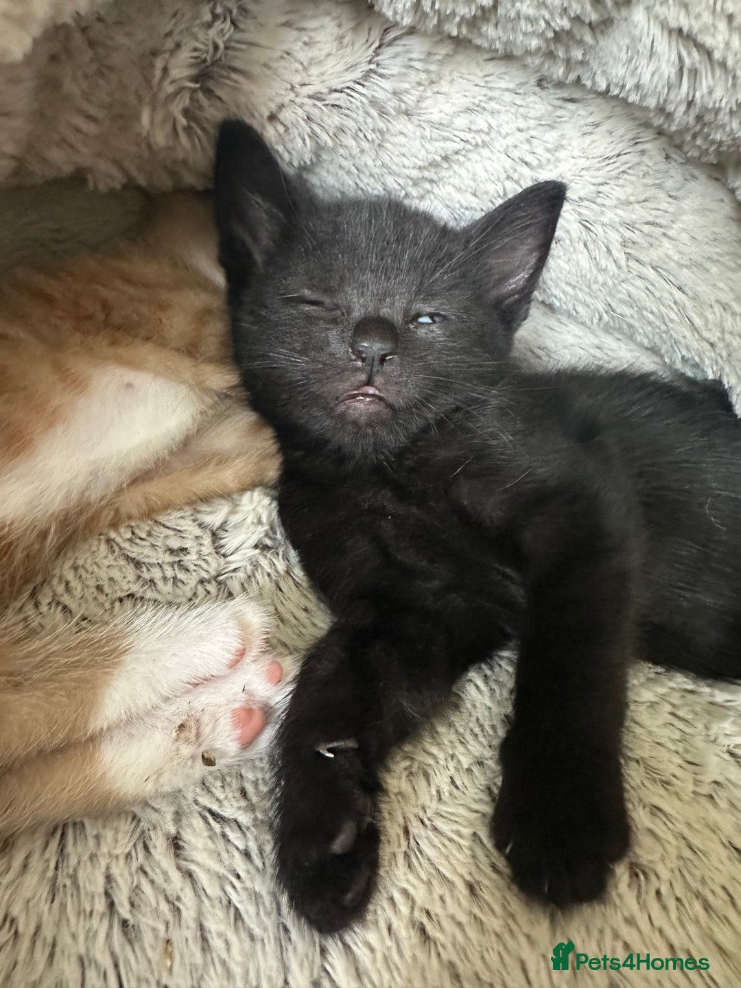 Mixed Breed cats for sale: 3 beautiful playful kittens  - Image 24