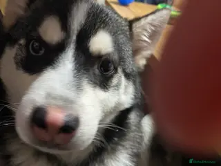 Pomsky dogs Bert the Pomsky - Advert 1