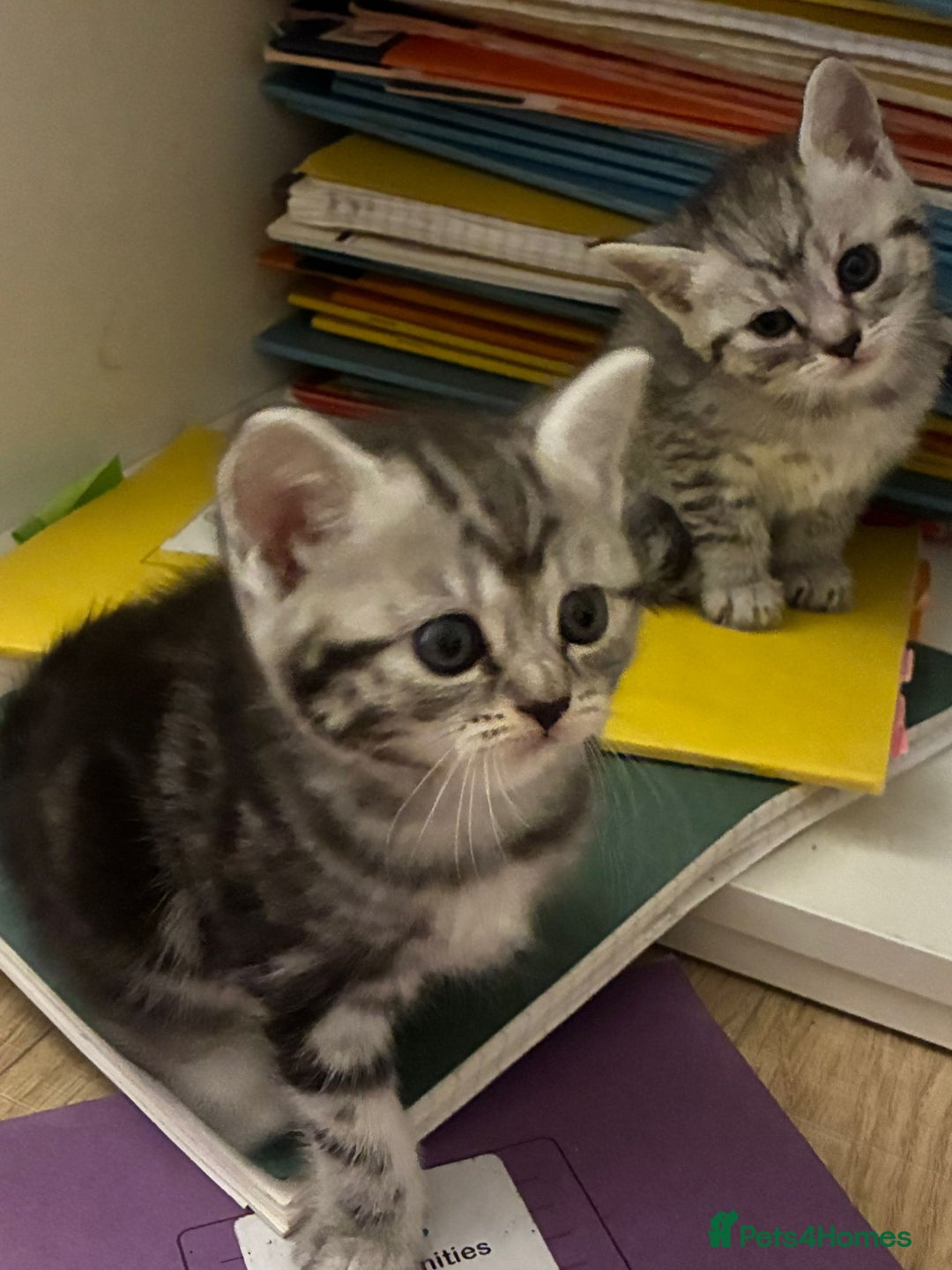 American Shorthair cats for sale: American shorthair  - Image 32