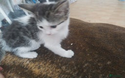 Bengal cats for sale: Half snow bengals - Image 4