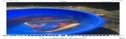 Koi Carp fish for sale: Koi Carp Reducing Sock  in Norwich - Advert 3