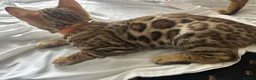 Bengal cats for sale: 2 beautiful bengal boys! - Advert 3