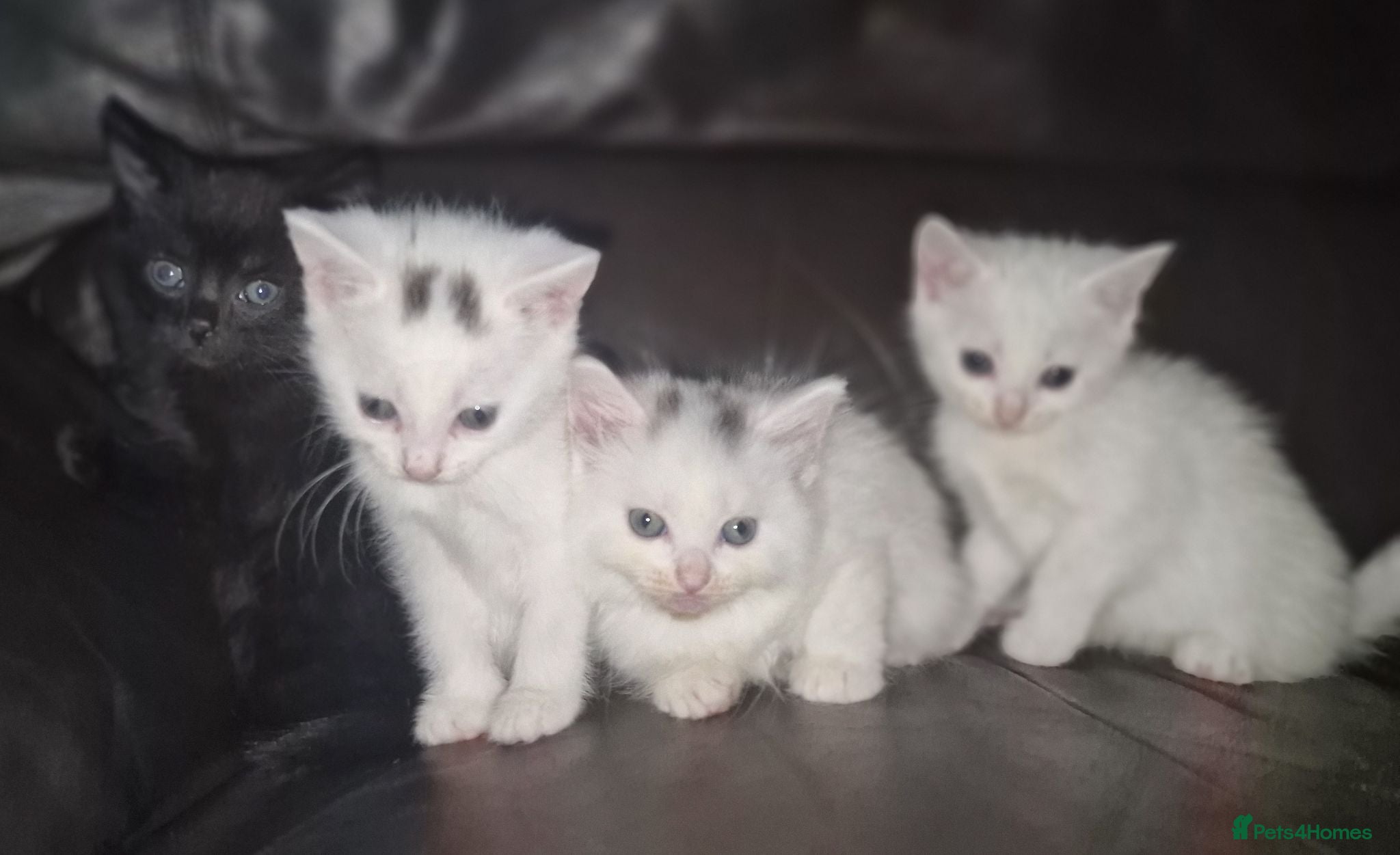 Mixed Breed cats Lovely kittens  - Advert 2