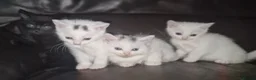 Mixed Breed cats for sale: Lovely kittens  - Advert 1