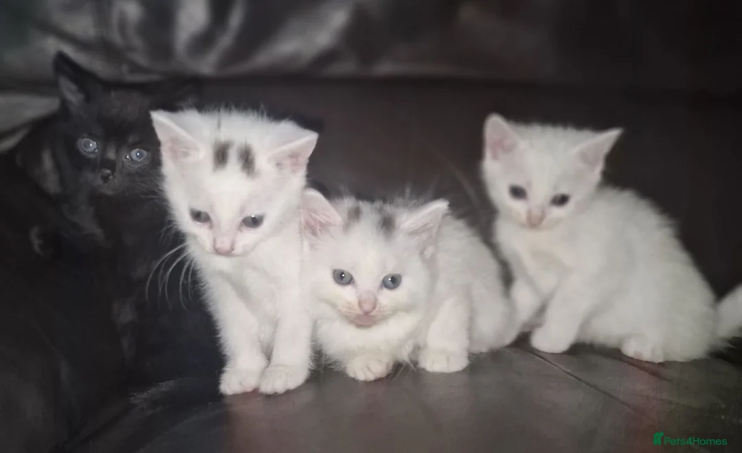 Mixed Breed cats for sale: Lovely kittens  - Advert 1