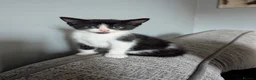 Mixed Breed cats for sale: 3 very playful kittens needing a new home - Advert 4