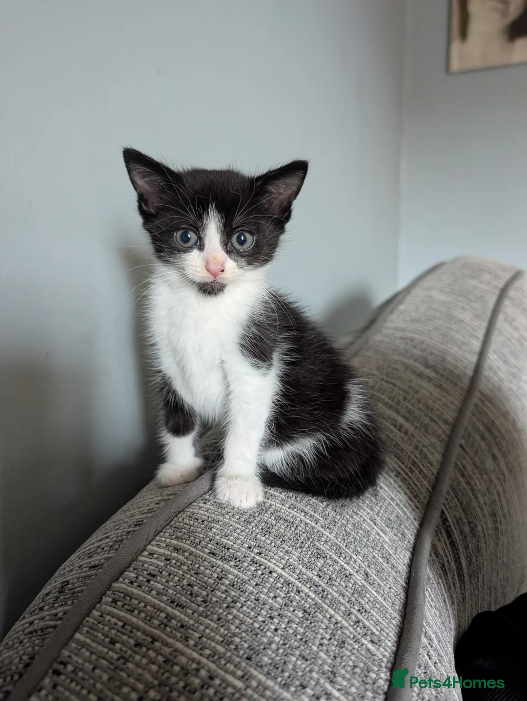 Mixed Breed cats for sale: 3 very playful kittens needing a new home - Advert 4
