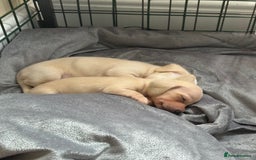Miniature Dachshund dogs for sale: Cream miniature dachshunds  - Image 4