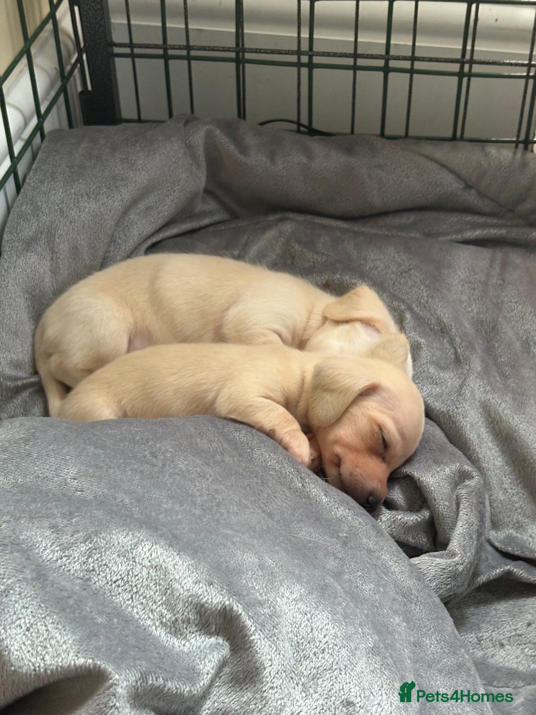 Miniature Dachshund dogs for sale: Cream miniature dachshunds  - Image 4