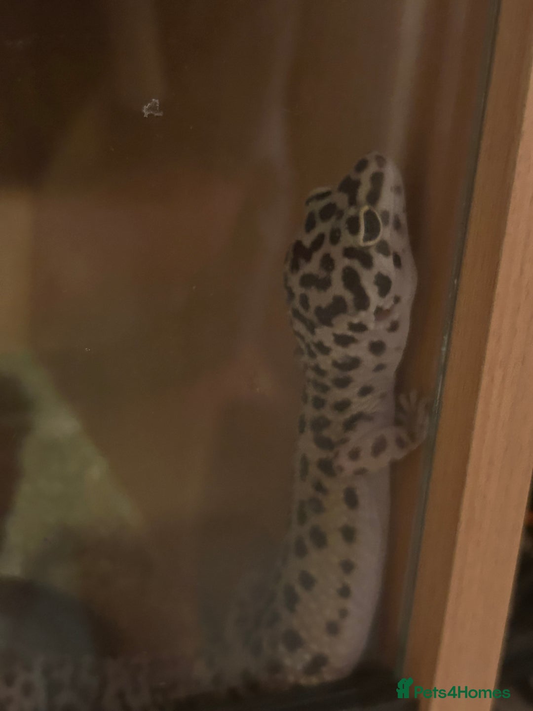 Leopard Gecko reptiles for sale: Healthy Leopard gecko with full enclosure  - Image 6