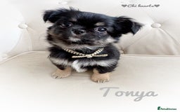 Chihuahua dogs for sale: KC long coat quality chihuahua Licensed breeder - Image 4