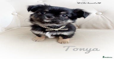 Chihuahua dogs - Advert 6