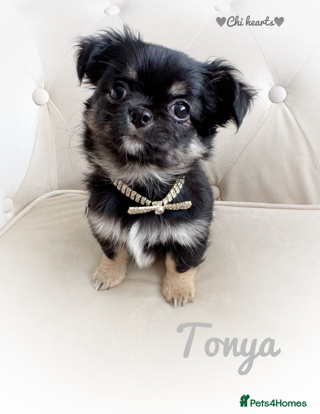 Chihuahua dogs for sale: KC long coat quality chihuahua Licensed breeder - Image 4