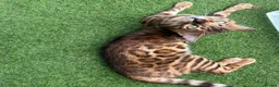 Bengal cats for sale: Beautiful bengal kittens 🐾🐾🐾 - Advert 19