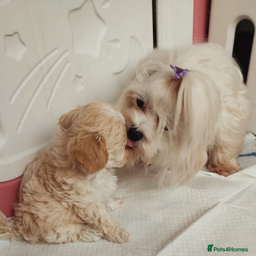 Maltipoo dogs for sale: Wait List Open F1 Genuine Toy Maltipoo - Image 17