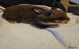Netherland Dwarf rabbits for sale: Chocolate Otter boy - Image 3
