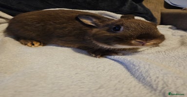 Netherland Dwarf rabbits - Advert 4
