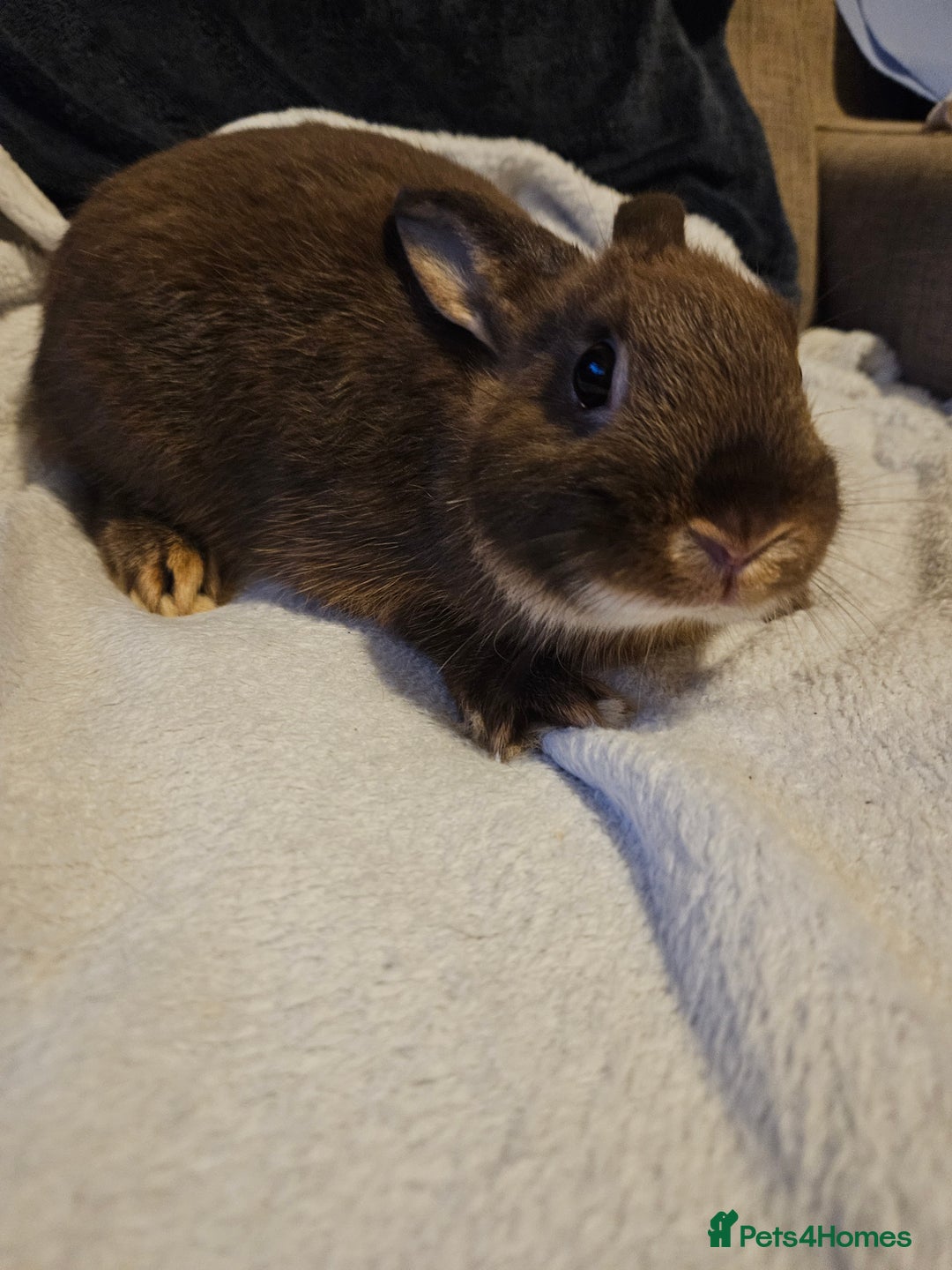 Netherland Dwarf rabbits for sale: Chocolate Otter boy - Image 3