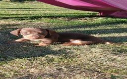 Miniature Dachshund dogs for sale: 3 left mini dachshund BOYS KC READY NOW   - Image 6