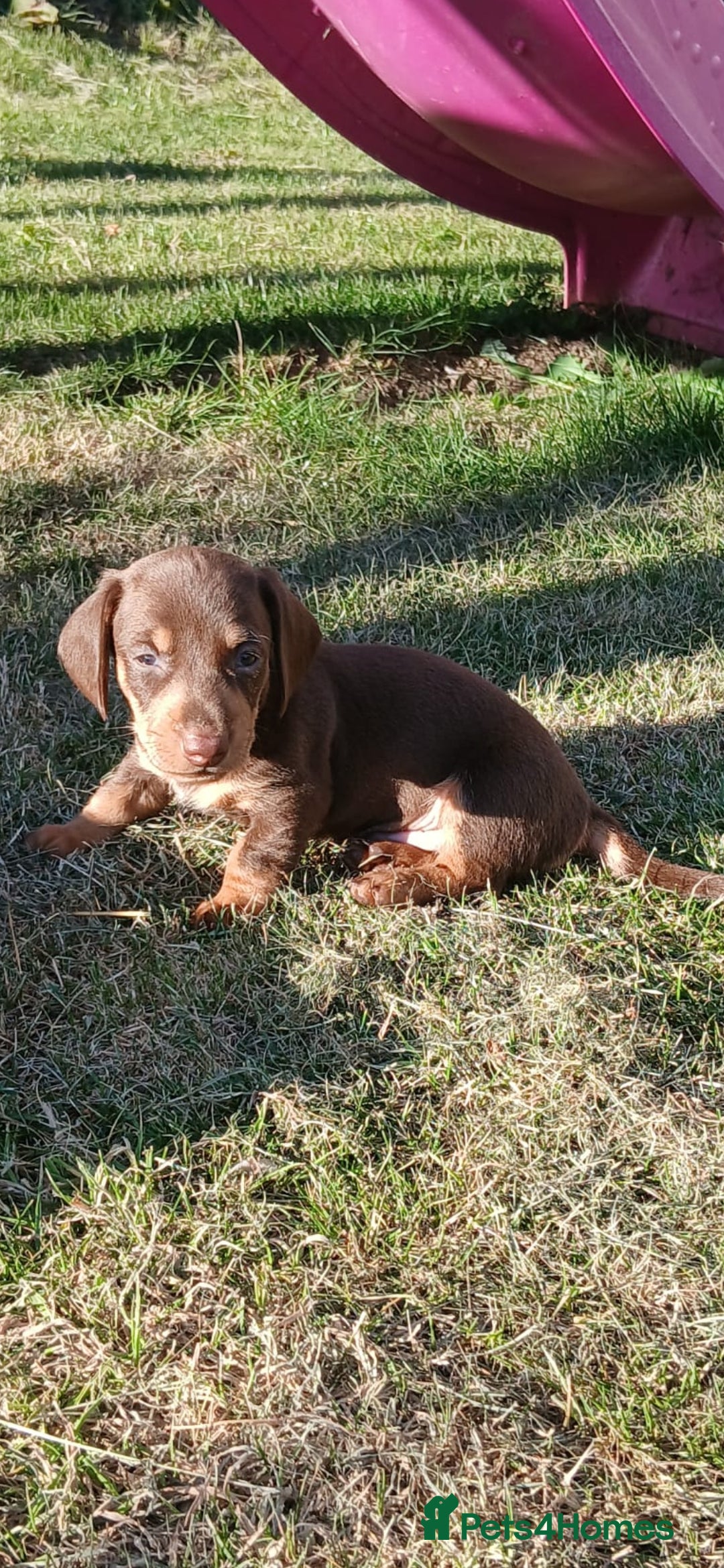 Miniature Dachshund dogs for sale: 3 left mini dachshund BOYS KC READY NOW   - Image 6